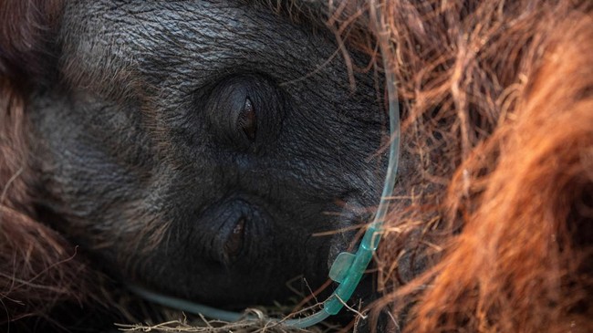 17.375 Hotspot Terdeteksi di Habitat Orangutan Kalimantan, Karhutla Ancam Kawasan Konservasi